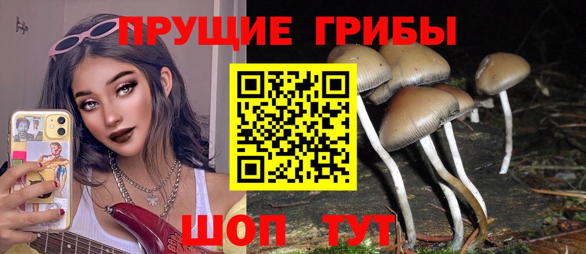 Псилоцибиновые грибы Psilocybe  Вход с VPN  Кисловодск 